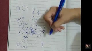 08 Midbrain at level of Superior Colliculus  Transverse Section  Drawing  EASY mnemonic [upl. by Faith506]