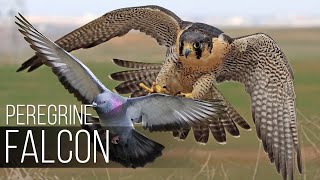 PEREGRINE FALCON  Bird Slayer and Dive master The Fastest Animal on the Planet [upl. by Finlay]