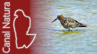 Correlimos zarapitín Calidris ferruginea Curlew Sandpiper [upl. by Amery]