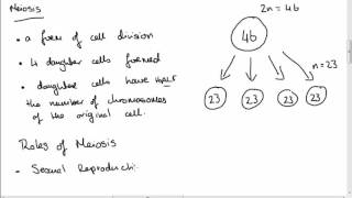 Leaving Cert Biology Meiosis [upl. by Waldos]