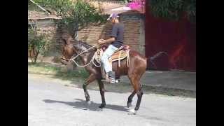 EL HUARACHE EN EL CABALLO BAILANDO EN CUAHUTEMOC COLIMA [upl. by Dona]