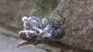 RedBack Spider in the Garden with Prey in Web [upl. by Sissel949]