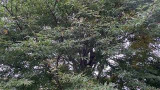 Cutleaf beech  mid canopy  September 2024 [upl. by Bruckner]