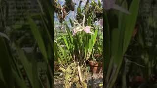 Bc Nanipuakea “Dogashima” orchid Bc flowers brassavola [upl. by Rehpotsrihc512]