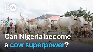 Nigeria has 20 million cows so why does it rely on imports  DW News [upl. by Uoliram]