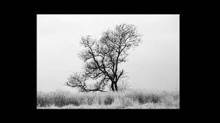 Old Tree from McFaddens Farm Has Been Cut Down 2017 [upl. by Dunlavy]