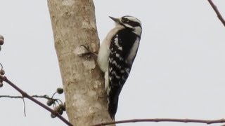 Downy Woodpecker Calls [upl. by Shanna]