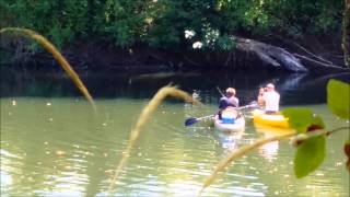 Chehalis River Wild Chinook Salmon [upl. by Claudine]