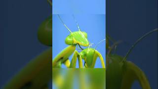 Dont Get Stung Deadly Insect Facts insects amazingfacts shorts [upl. by Zeuqirdor307]