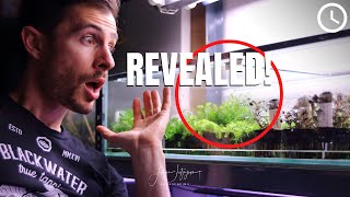 Growing EMERSED AQUARIUM PLANTS  Dirty Little Secrets [upl. by Corby]