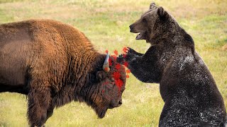 Bear takes down Bison in Yellowstone National Park [upl. by Enogitna]