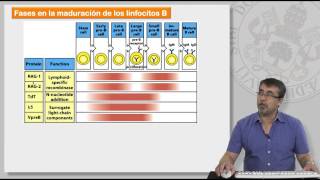 85 MECANISMOS DE GENERACIÓN DE LA DIVERSIDAD DE LINFOCITOS T Y B [upl. by Aitnom814]