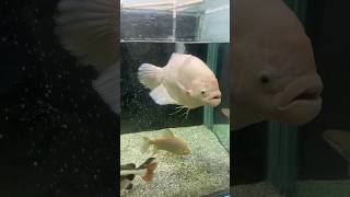 Monster Fish giveaway pirana pakku shortvideo shots short viral aquariumfish viralvideo fish [upl. by Jordison]