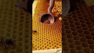 Honey bee extraction [upl. by Marni]