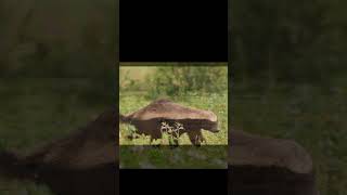 Honey Badger Ratel  Fun facts [upl. by Attenohs230]