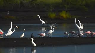 Una fiesta de Aves Acuáticas [upl. by Gussi]