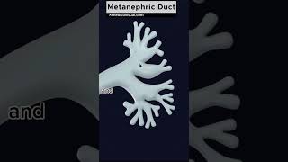 Ureteric bud  Metanephric Duct  Intussusception explained [upl. by Macintosh]