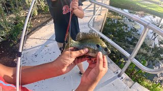 Dock Talks Freshwater Fishing Fun Catching Bluegills Using Wild Baby Lizards 🐟🦎 [upl. by Zerlina]