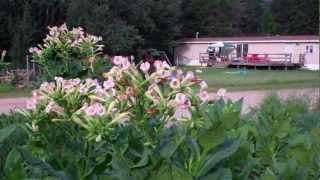 My Virginia Gold Tobacco is Flowering [upl. by Acinonrev30]