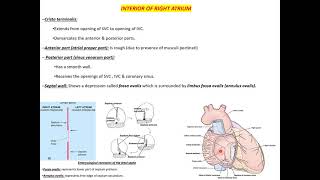 Revision heart amp major vesselsquiz  BCR [upl. by Malas368]