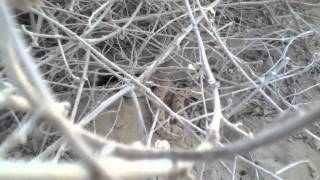 Horned viper cerastes cerastes sidewinding [upl. by Senga]