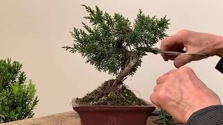 Improving Commercial Bonsai  Part 1 Junipers [upl. by Rosdniw]