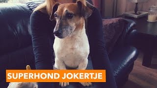 Superhond Jokertje  PaardenpraatTV [upl. by Eppie574]