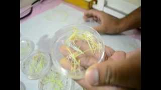 Salinity screening technique in Rice  Petri plate method [upl. by Romy553]