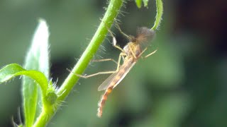 Chironomus plumosus the buzzer midge [upl. by Martres]