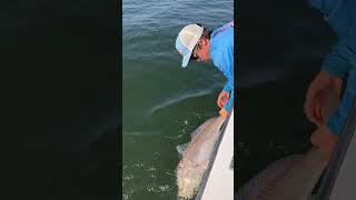 Big Redfish HiltonHead fishing fish onefishtwofishredfishbluefish [upl. by Seaman978]