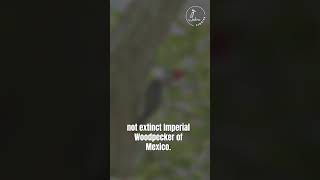 Ivorybilled Woodpecker Trivia Tuesday Special Edition birdnerd wildlife triviatuesday [upl. by Andrej]