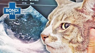 Blocked Bladder Cat in Serious Trouble 😾  Bondi Vet Clips  Bondi Vet [upl. by Atikir]