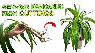 HOW to grow PANDANUS from CUTTING [upl. by Htebsil785]