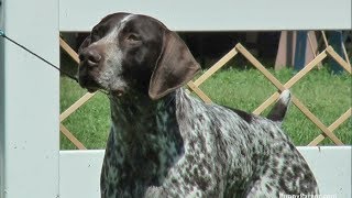 German Shorthaired Pointer  Specialty Dog Show [upl. by Ahkihs]