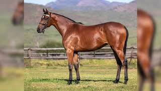 Lot 22  Vercingetorix ex Zulaal [upl. by Coltin]