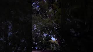 Wind In Monticello Arkansas 090324 [upl. by Ahc]