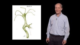 Thomas Kornberg UCSF 1 An introduction to paracrine signaling [upl. by Chamberlin]