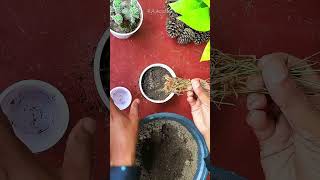 How to propagate grasslike juncus seeds collected from wild shorts [upl. by Arria]