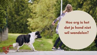 Is het erg als je hond niet meer mee wil wandelen [upl. by Lomasi643]