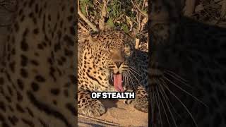 Fun Fact About Leopard 🐆 Climbing Trees [upl. by Irodim]