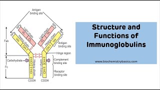 Structure And Functions of Immunoglobulins with MNEUMONIC  Immunoglobulin Ig [upl. by Eyr]