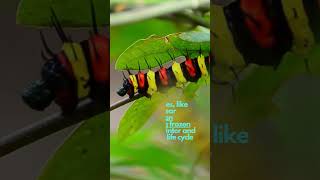 Caterpillars TRANSFORMS to SOUP amp SURVIVE being FROZEN animals nature shorts viralvideo [upl. by Romeo]