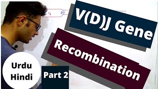 Antibody gene Recombination  VDJ gene rearrangement  TdT enzyme  P and N nucleotide  urdu hindi [upl. by Aubin]