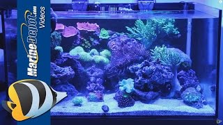 Coral Food Make Your Corals Fat and Healthy [upl. by Gwenneth392]