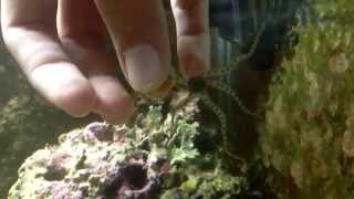 Aquarium brittle star moving [upl. by Ayinat]