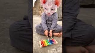 Cat plays Harry Potter theme on xylophone harrypotter xylophone [upl. by Aneleasor]