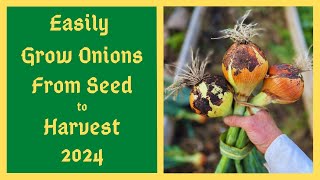 New GENIUS Method Of Growing Onions From Seed  Mid February To Mid March Time To Start Onion Seeds [upl. by Rabjohn848]