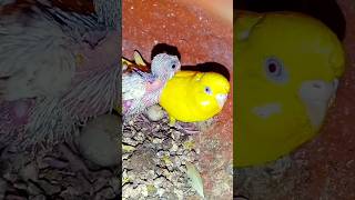 Bodri pakhir baby careshorts trending viralvideo porrotbirdscomedyfunnydogBirdbreeding28 [upl. by Reina]