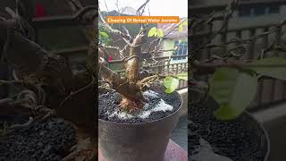 Cleaning Of Bonsai Water Jasmine [upl. by Onibas]