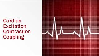 Cardiac Excitation Contraction Coupling [upl. by Avivah174]